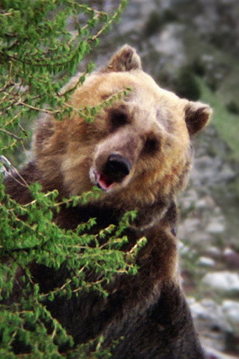 Immagine di Bozo the Bear