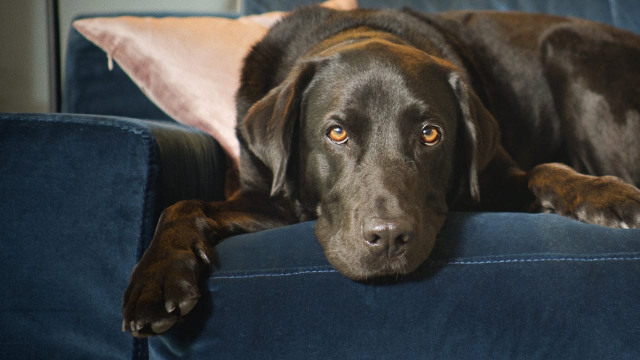 Poster della serie The Hidden Lives of Pets