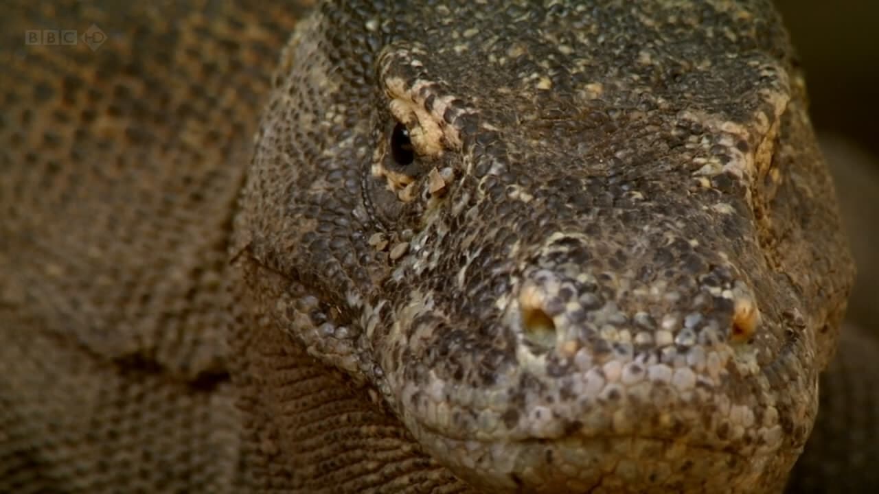 Poster della serie The Natural World--Komodo: The Deadly Bite