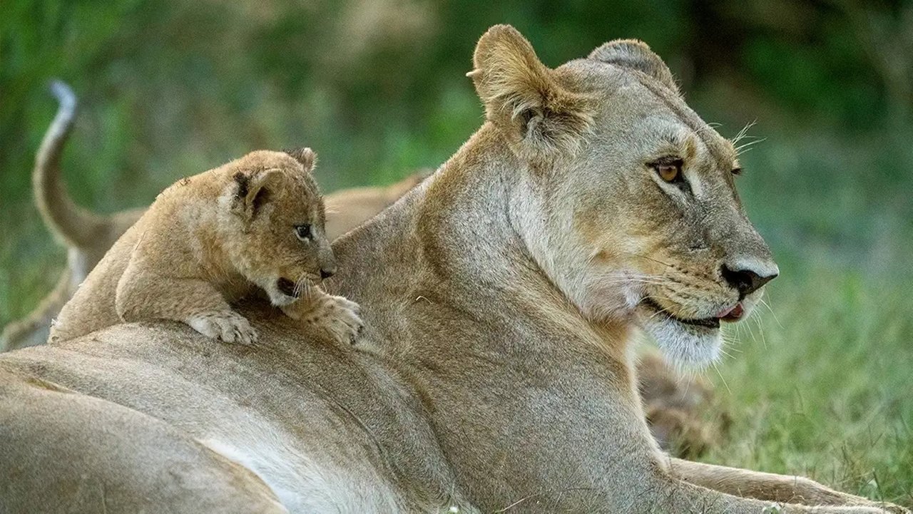 Poster della serie Big Cats, Small World