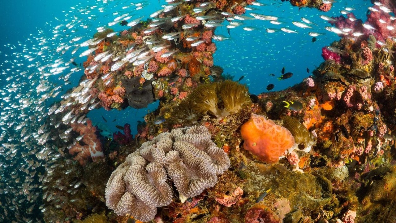 Poster della serie Les sentinelles de la Grande Barrière de Corail