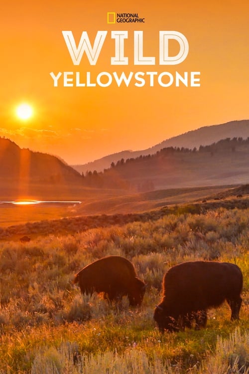 Poster della serie Wild Yellowstone