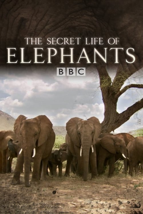 Poster della serie The Secret Life of Elephants