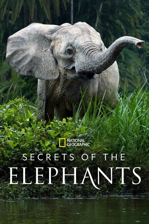 Poster della serie Secrets of the Elephants