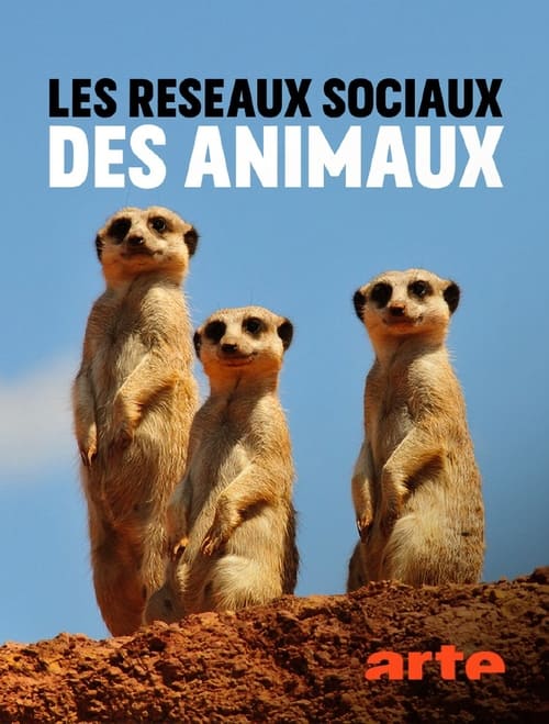 Poster della serie Animal Social Network