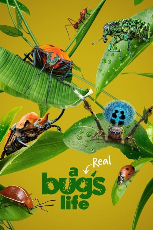 Poster della serie A Real Bug's Life