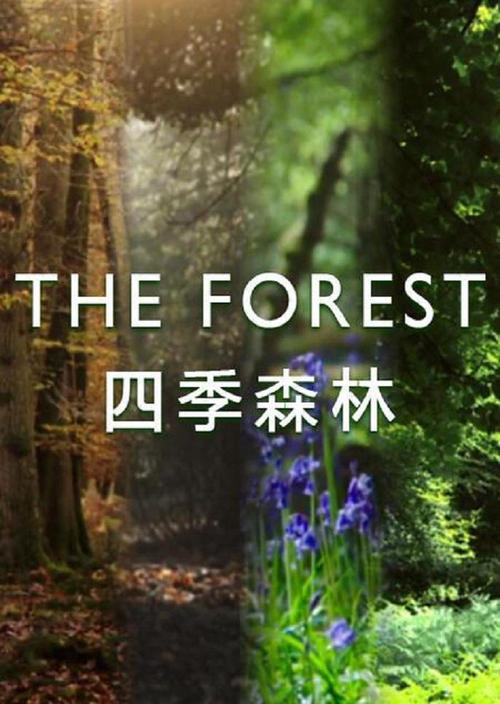 Poster della serie The Forest