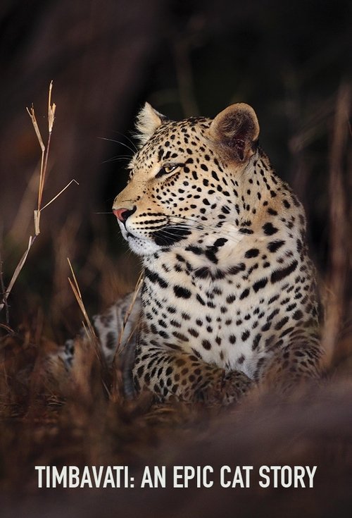 Poster della serie Timbavati: An Epic Cat Story